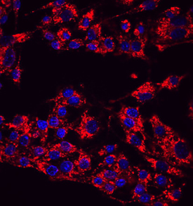 - AF4320 - Novus Biologicals LAMP1 antibody | Antibodypedia