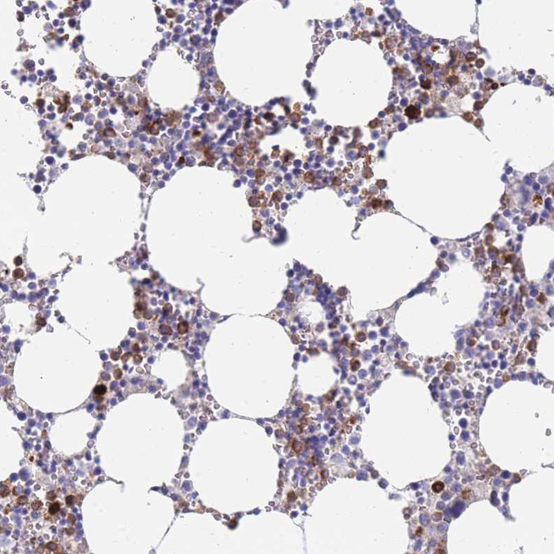  HPA050507 Atlas Antibodies EPX antibody Antibodypedia